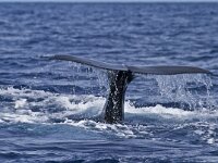 Physeter macrocephalus 7, Potvis, Saxifraga-Rik Kruit