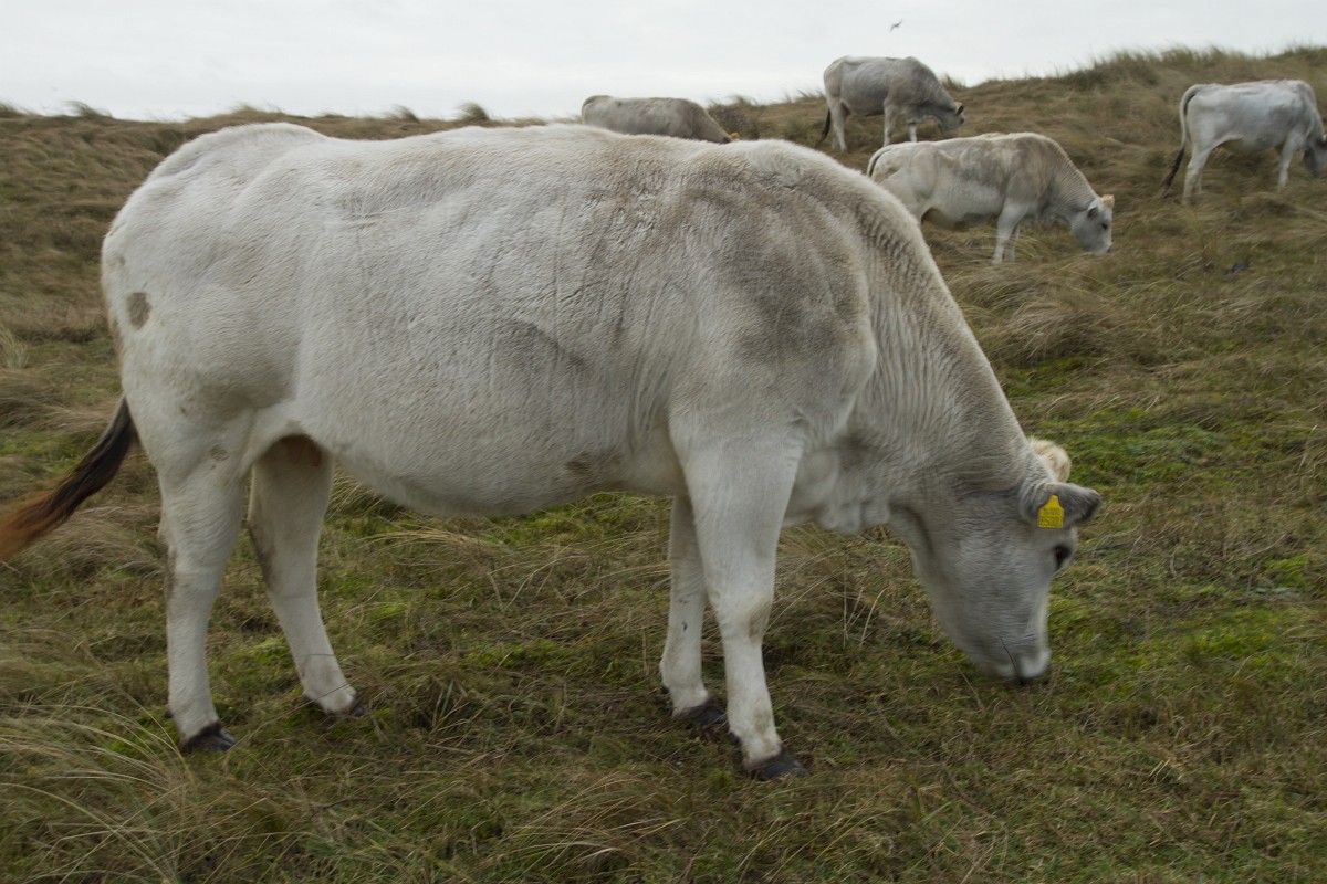 Piedmontese cattle