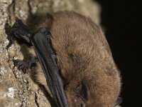 Pipistrellus nathusii 4, Ruige dwergvleermuis, Saxifraga-Mark Zekhuis