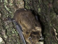 Pipistrellus nathusii 5, Ruige dwergvleermuis, Saxifraga-Mark Zekhuis