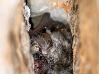 Grey long eared bat roosting  Grey long-eared bat (Plecotus austriacus) roosting in cavity. This is a fairly large European bat. It has distinctive ears, long and with a distinctive fold. It hunts above woodland, often by day, and mostly for moths. : Myotis, animal, austriacus, background, barn, bat, biology, black, brown, cevenne, cevennes, close, closeup, contact, creature, cute, dark, desert, down, ear, eared, ears, europe, european, eye, face, fear, france, head, hunt, long, long-eared, looking, mammal, membrane, natural, nature, night, nocturnal, one, plecotus, portrait, scary, up, upside, vampire, wild, wildlife, wing