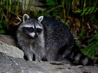 Procyon lotor 15, Wasbeer, Saxifraga-Bart Vastenhouw