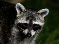 Procyon lotor 19, Wasbeer, Saxifraga-Bart Vastenhouw