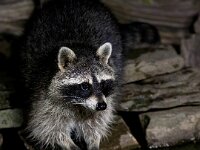 Procyon lotor 20, Wasbeer, Saxifraga-Bart Vastenhouw