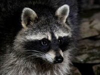 Procyon lotor 21, Wasbeer, Saxifraga-Bart Vastenhouw