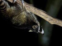 Procyon lotor 24, Wasbeer, Saxifraga-Bart Vastenhouw