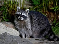 Procyon lotor 25, Wasbeer, Saxifraga-Bart Vastenhouw