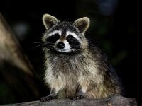 Procyon lotor 28, Wasbeer, Saxifraga-Bart Vastenhouw