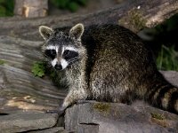 Procyon lotor 31, Wasbeer, Saxifraga-Bart Vastenhouw