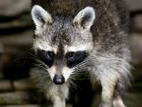 Procyon lotor 37, Wasbeer, Saxifraga-Bart Vastenhouw