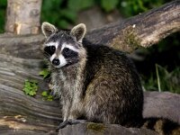 Procyon lotor 45, Wasbeer, Saxifraga-Bart Vastenhouw