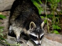 Procyon lotor 48, Wasbeer, Saxifraga-Bart Vastenhouw