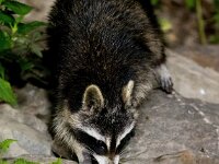 Procyon lotor 49, Wasbeer, Saxifraga-Bart Vastenhouw