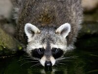 Procyon lotor 55, Wasbeer, Saxifraga-Bart Vastenhouw