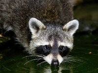 Procyon lotor 57, Wasbeer, Saxifraga-Bart Vastenhouw