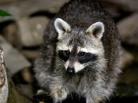 Procyon lotor 59, Wasbeer, Saxifraga-Bart Vastenhouw