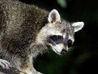 Procyon lotor 61, Wasbeer, Saxifraga-Bart Vastenhouw