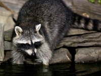 Procyon lotor 64, Wasbeer, Saxifraga-Bart Vastenhouw