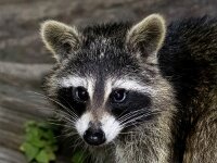 Procyon lotor 65, Wasbeer, Saxifraga-Bart Vastenhouw