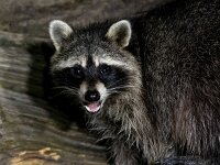 Procyon lotor 68, Wasbeer, Saxifraga-Bart Vastenhouw