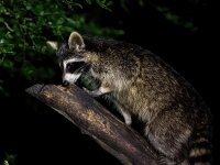 Procyon lotor 70, Wasbeer, Saxifraga-Bart Vastenhouw