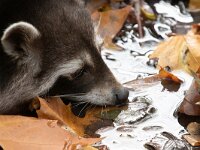 Procyon lotor 71, Wasbeer, Saxifraga-Luc Hoogenstein