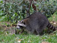 Procyon lotor 73, Wasbeer, Saxifraga-Luc Hoogenstein