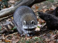 Procyon lotor 74, Wasbeer, Saxifraga-Luc Hoogenstein