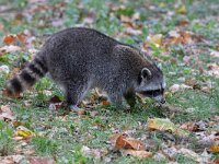 Procyon lotor 75, Wasbeer, Saxifraga-Luc Hoogenstein