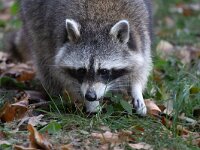 Procyon lotor 76, Wasbeer, Saxifraga-Luc Hoogenstein