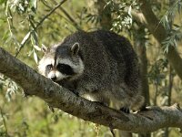 Procyon lotor 8, Wasbeer, Saxifraga-Jan van der Straaten