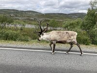 Rangifer tarandus 67, Rendier, Saxifraga-Willem van Kruijsbergen
