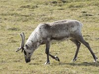 Rangifer tarandus 73, Rendier, Saxifraga-Willem van Kruijsbergen