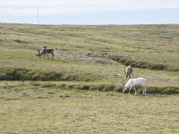 Rangifer tarandus 74, Rendier, Saxifraga-Willem van Kruijsbergen