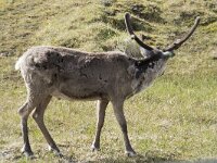 Rangifer tarandus 75, Rendier, Saxifraga-Willem van Kruijsbergen
