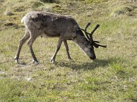 Rangifer tarandus 76, Rendier, Saxifraga-Willem van Kruijsbergen