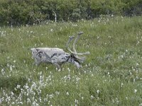Rangifer tarandus 79, Rendier, Saxifraga-Willem van Kruijsbergen