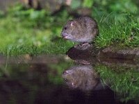 Rattus norvegicus 12, Bruine rat, adult, Vledder, Saxifraga-Theo Verstrael