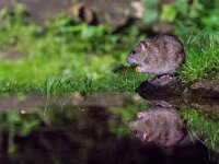 Rattus norvegicus 16, Bruine rat, adult, Vledder, Saxifraga-Theo Verstrael