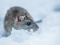 Rattus norvegicus 17, Bruine rat-Saxifraga-Luc Hoogenstein