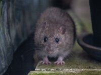 Rattus norvegicus 22, Bruine rat-Saxifraga-Luc Hoogenstein