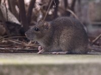 Rattus norvegicus 23, Bruine rat-Saxifraga-Luc Hoogenstein