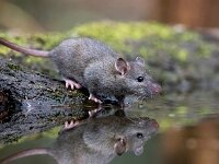 Rattus norvegicus 3, Bruine rat, Saxifraga-Bart Vastenhouw