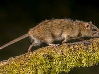 Strong Wild Brown rat at night  Strong Wild Brown rat (Rattus norvegicus) turning on log at night. High speed photography image : Netherlands, africa, america, animal, asia, black, britain, british, brown, city, closeup, control, cotton, cute, environment, europe, european, fauna, garbage, giant, grey, high, house, kangaroo, kill, macro, mammal, mice, mouse, natural, nature, nocturnal, norvegicus, old, pest, photography, picture, rat, rats, rattus, rodent, rodents, roof, small, speed, traps, uk, wild, wildlife, world