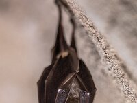 Greater horseshoe bat hanging folded  Greater horseshoe bat (Rhinolophus ferrumequinum) sleeping with folded wings and hanging on ceiling of cave in Spanish Pyrenees, Aragon, Spain. April. : Greater, Spanish, animal, background, bat, biology, black, brown, cave, closeup, colony, conservation, dark, darkness, down, ear, ecosystem, face, ferrumequinum, flying, fold, folded, habitat, hanging, hibernation, horseshoe, limestone, long-eared, mammal, membranes, nature, nocturnal, premolar, pyrenees, resting, rhinolophus, rock, sleep, sleeping, spain, underground, upside, upside-down, wild, wilderness, wildlife, wing, wings