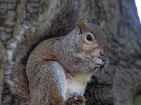 Sciurus carolinensis 3, Grijze eekhoorn-Saxifraga Luc Hoogenstein