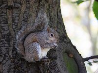 Sciurus carolinensis 4, Grijze eekhoorn-Saxifraga Luc Hoogenstein