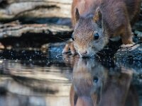Sciurus vulgaris 10, Eekhoorn, adult, Putte (B), Saxifraga-Theo Verstrael