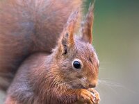 Red squirrel portrait  Red squirrel (Sciurus vulgaris) close up portrait of animal eating nut against green background : Eurasian, Netherlands, adorable, animal, autumn, background, beauty, branch, brown, bushy, creature, curious, cute, eating, endemic, fluffy, forest, france, funny, fur, furry, green, hair, looking, mammal, native, nature, nut, one, outdoor, park, pretty, red, rodent, scandinavia, sciurus, scotland, seed, sitting, small, spain, squirrel, stump, tail, tree, uk, vulgaris, wild, wildlife, wood