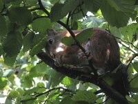 Sciurus vulgaris 27, Eekhoorn, Saxifraga-Rob Felix : Animalia, Chordata, Mammalia, Rodentia, animal, dier, dieren, gewervelde dieren, knaagdieren, mammal, rodent, vertebraat, vertebrate, zoogdier, zoogdieren